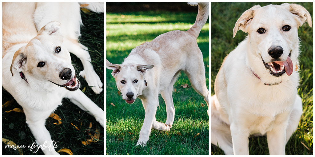 Rover Dog Sitters 2018 | Dog Photographer