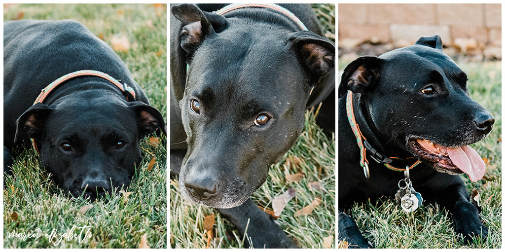 Rover Dog Sitters 2018 | Dog Photographer