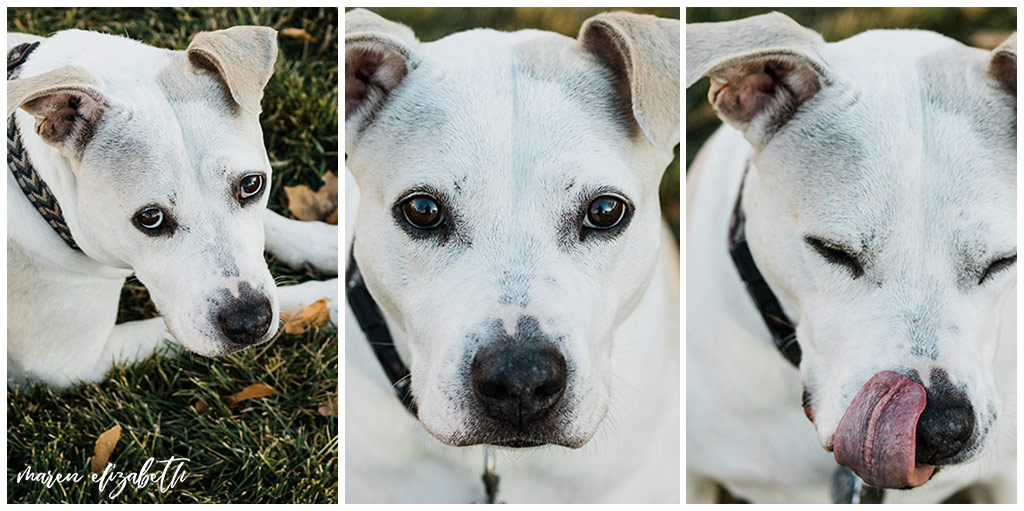 Rover Dog Sitters 2018 | Dog Photographer