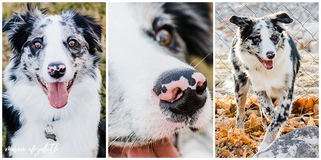 Rover Dog Sitters 2018 | Dog Photographer