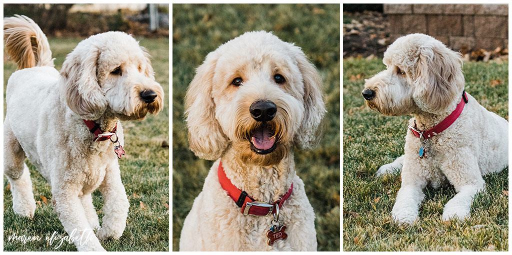 Rover Dog Sitters 2018 | Dog Photographer