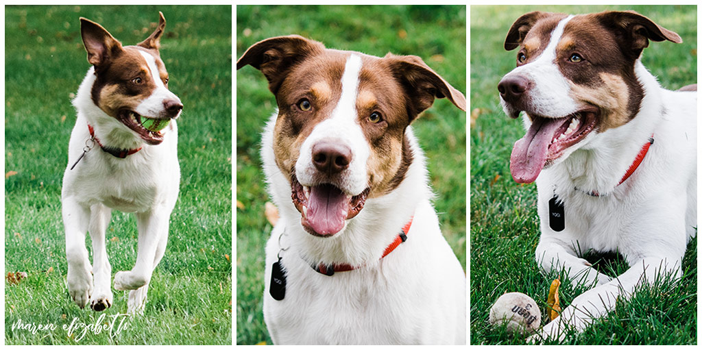 Rover Dog Sitters 2018 | Dog Photographer