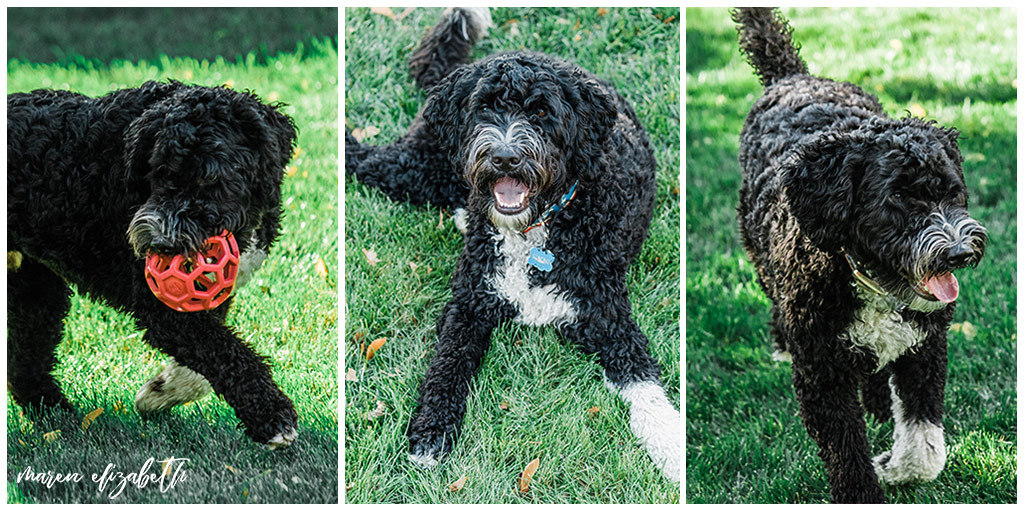 Rover Dog Sitters 2018 | Dog Photographer