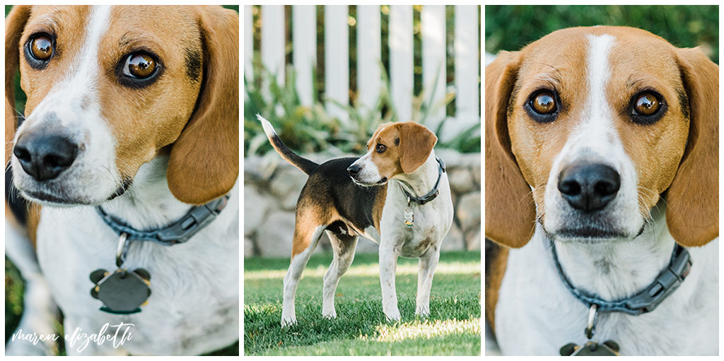 Rover Dog Sitters 2018 | Dog Photographer