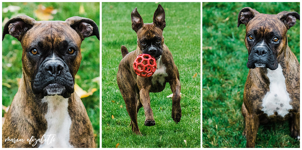 Rover Dog Sitters 2018 | Dog Photographer