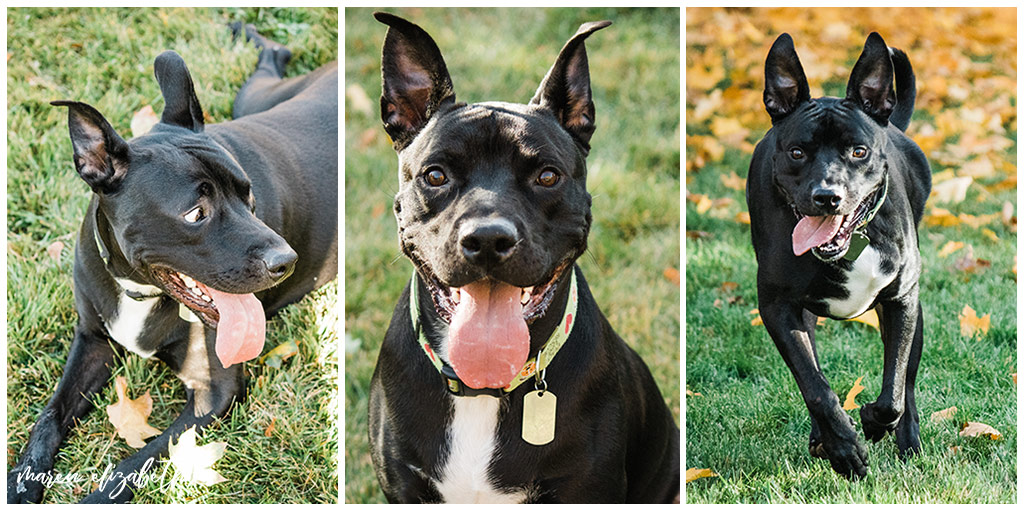 Rover Dog Sitters 2018 | Dog Photographer