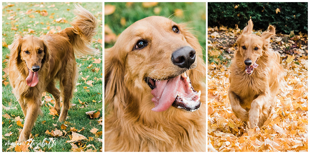 Rover Dog Sitters 2018 | Dog Photographer