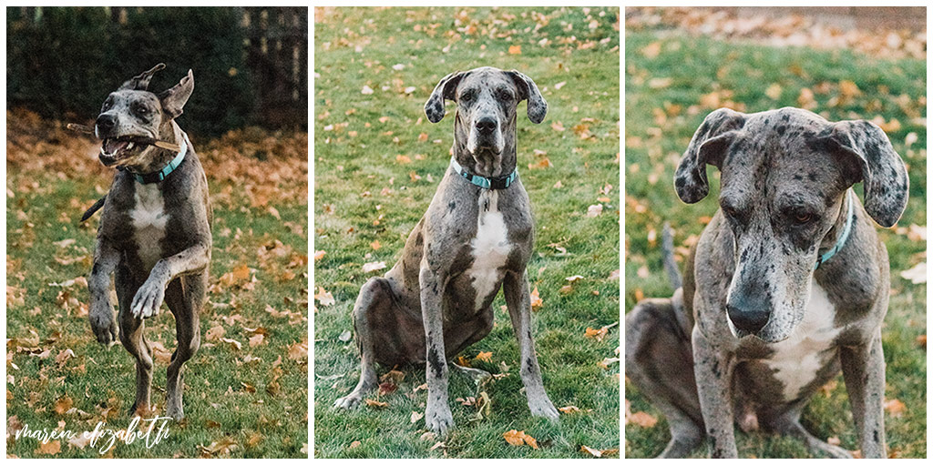 Rover Dog Sitters 2018 | Dog Photographer