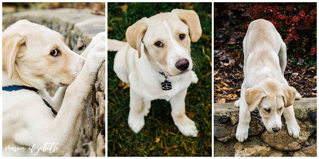 Rover Dog Sitters 2018 | Dog Photographer