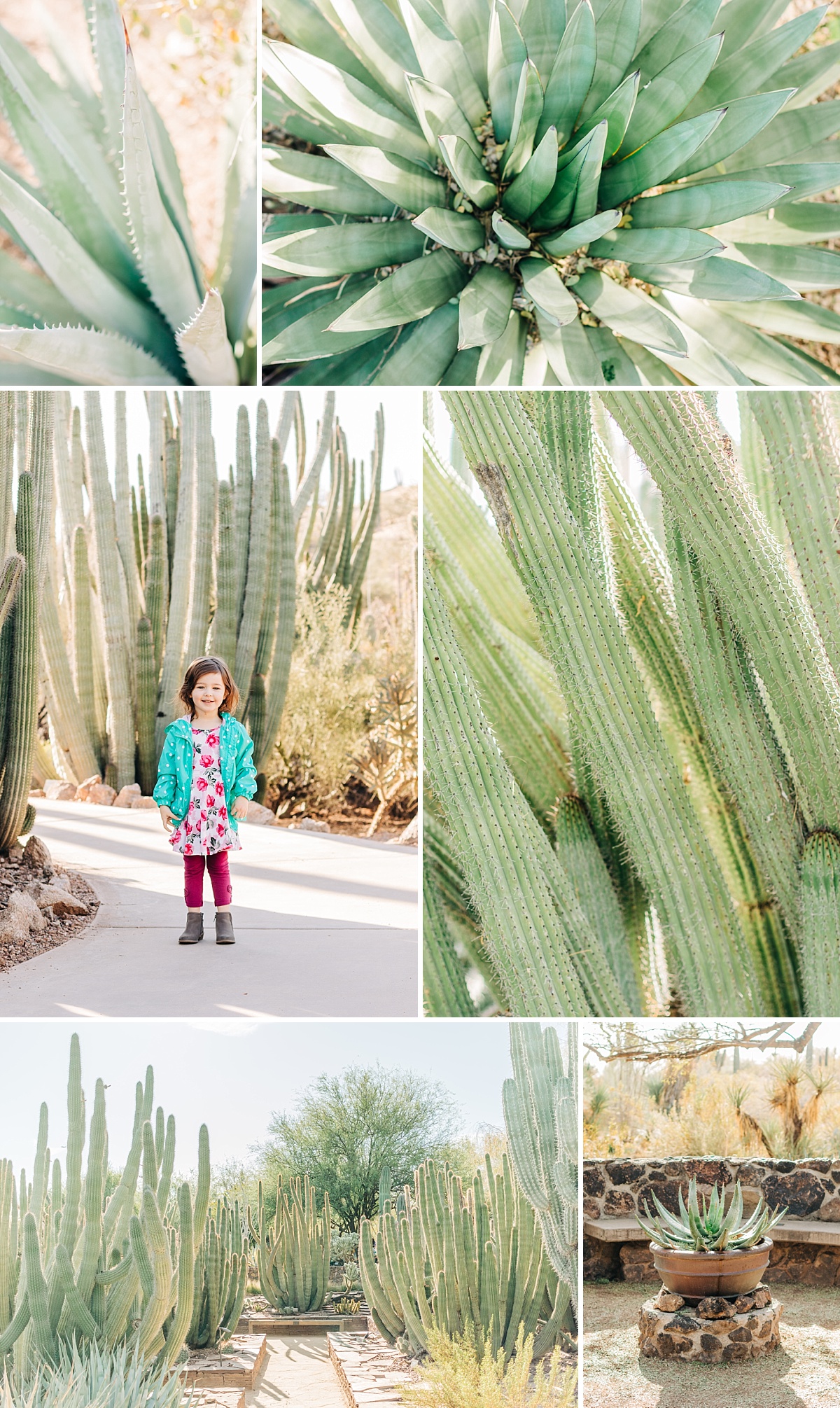 Desert Botanical Garden Community Day | Arizona Photographer