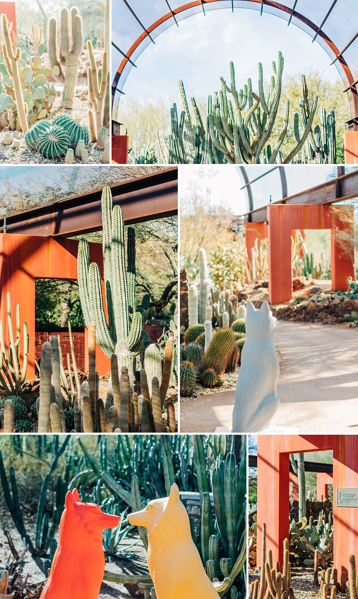 Desert Botanical Garden Community Day | Arizona Photographer