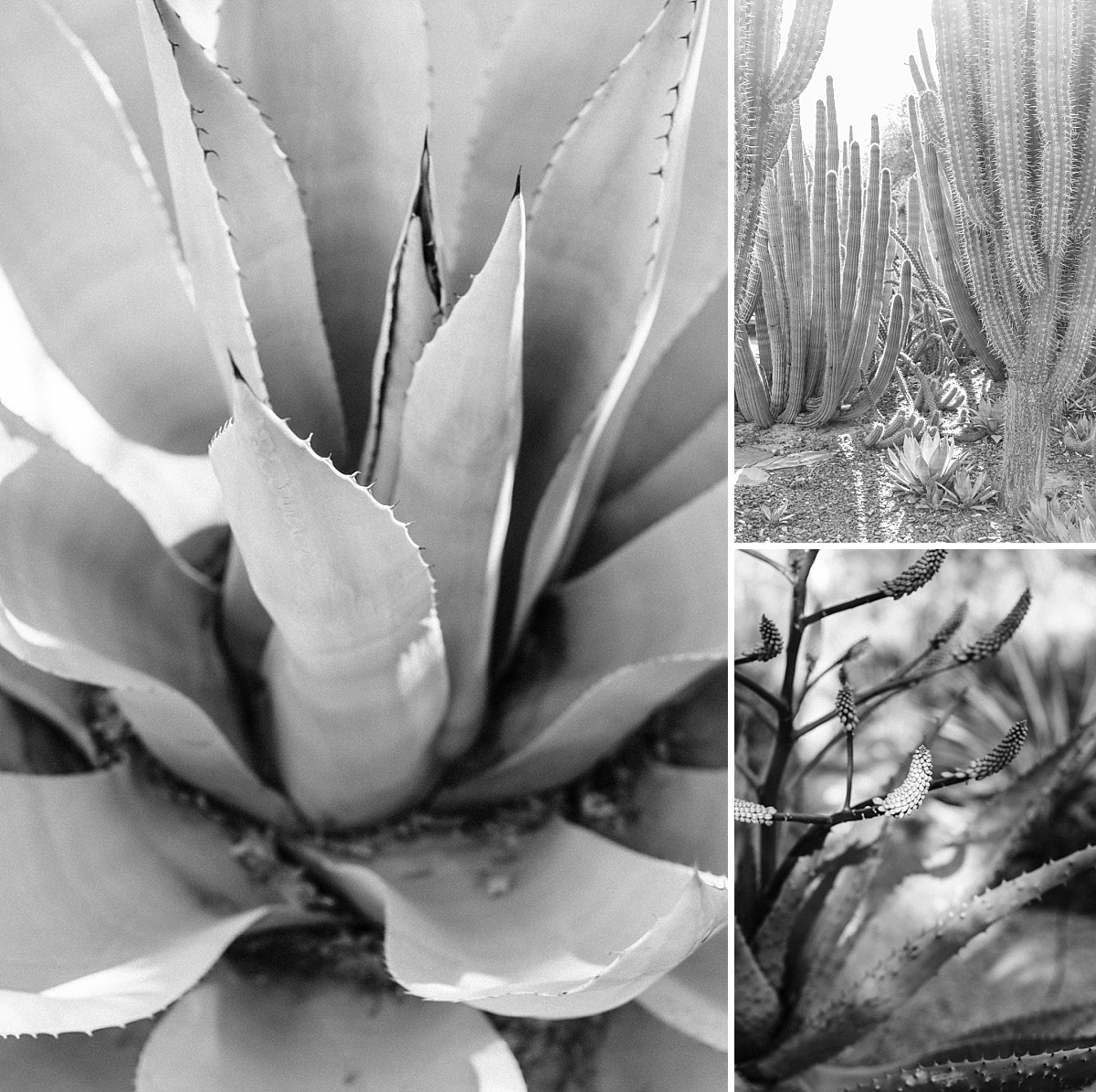 Desert Botanical Garden Community Day | Arizona Photographer