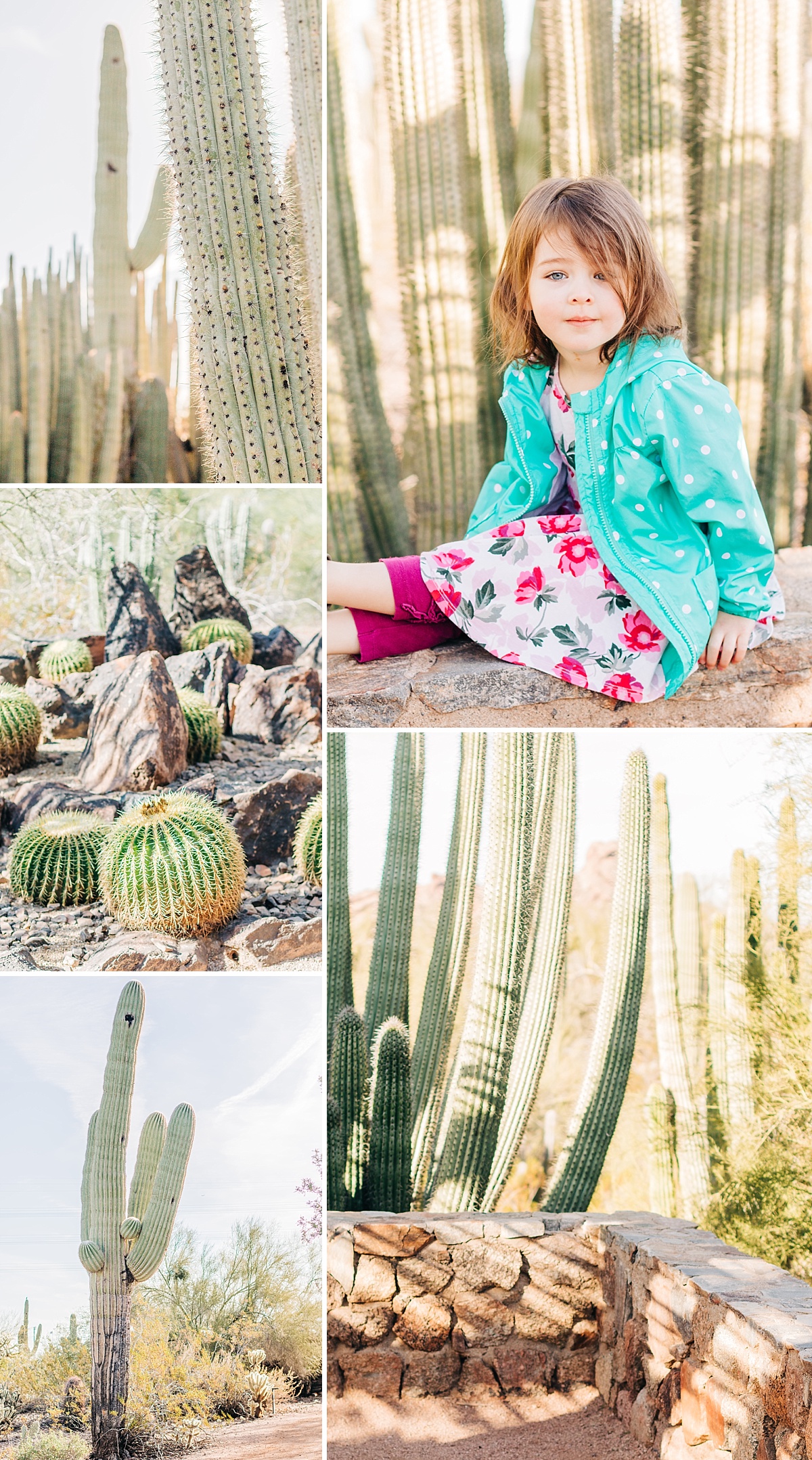 Desert Botanical Garden Community Day | Arizona Photographer