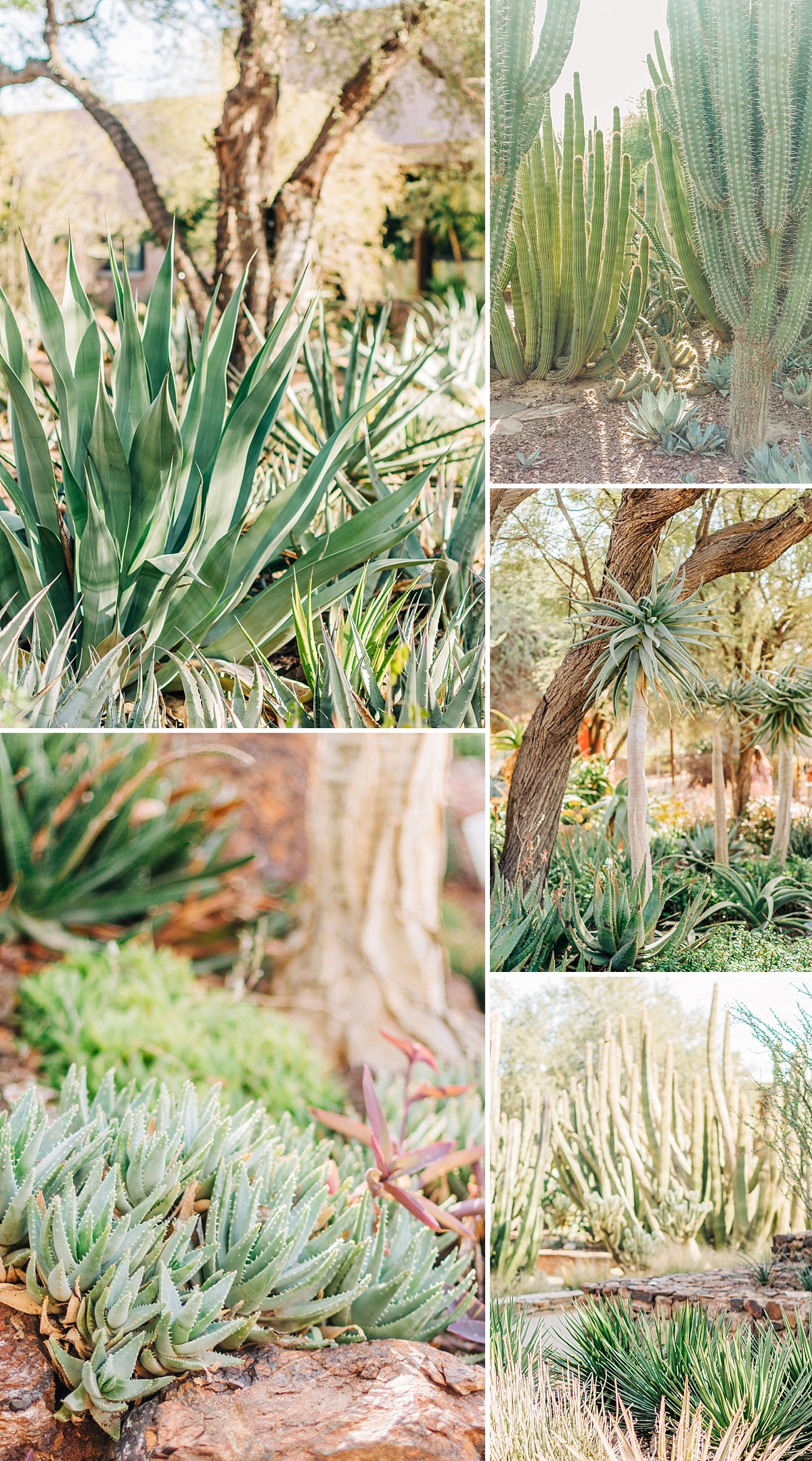 Desert Botanical Garden Community Day | Arizona Photographer