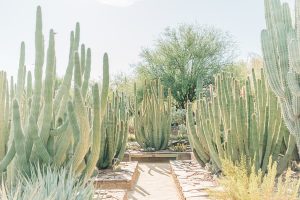 Desert Botanical Garden Community Day | Arizona Photographer