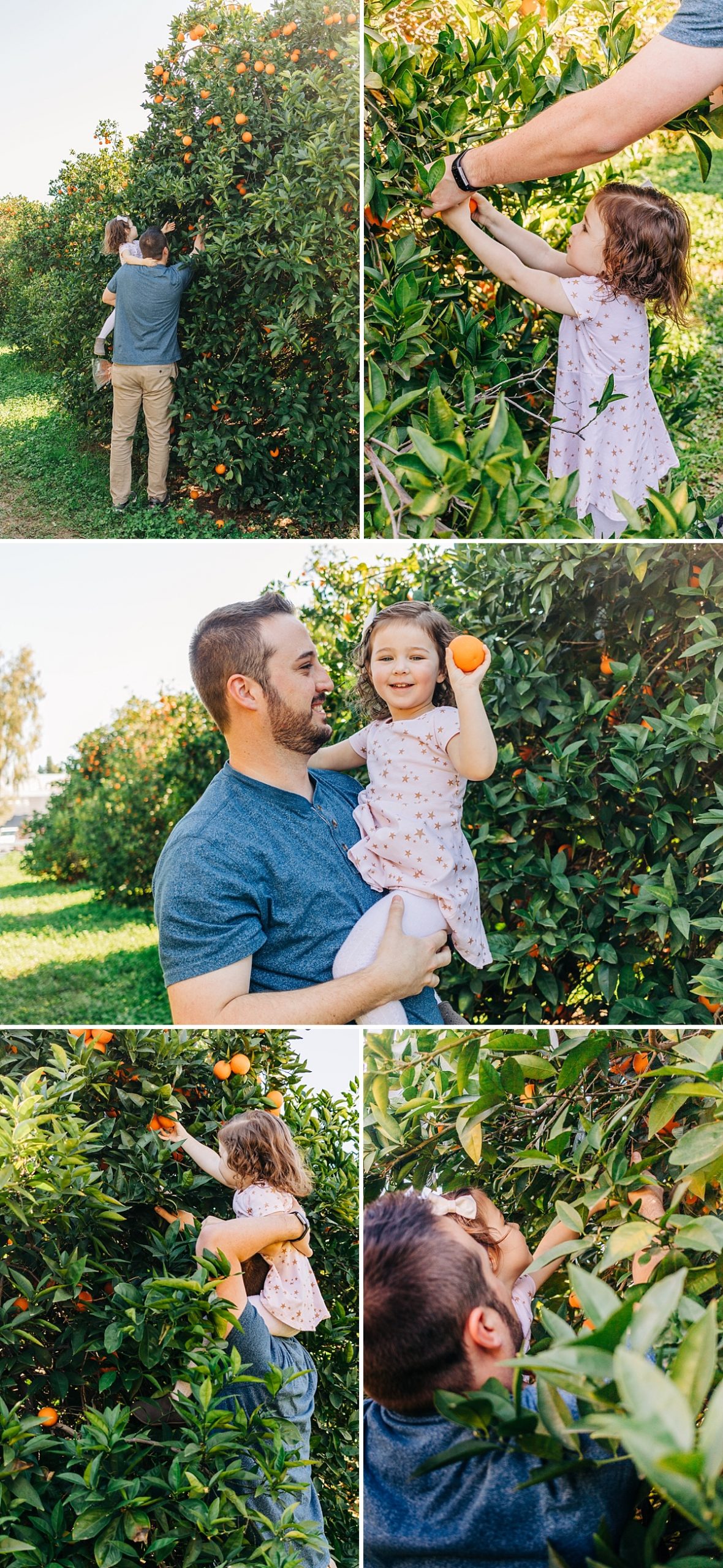 Fun Things to do with Kids in the East Valley | Pick Your Own Citrus at The Farm at Agritopia