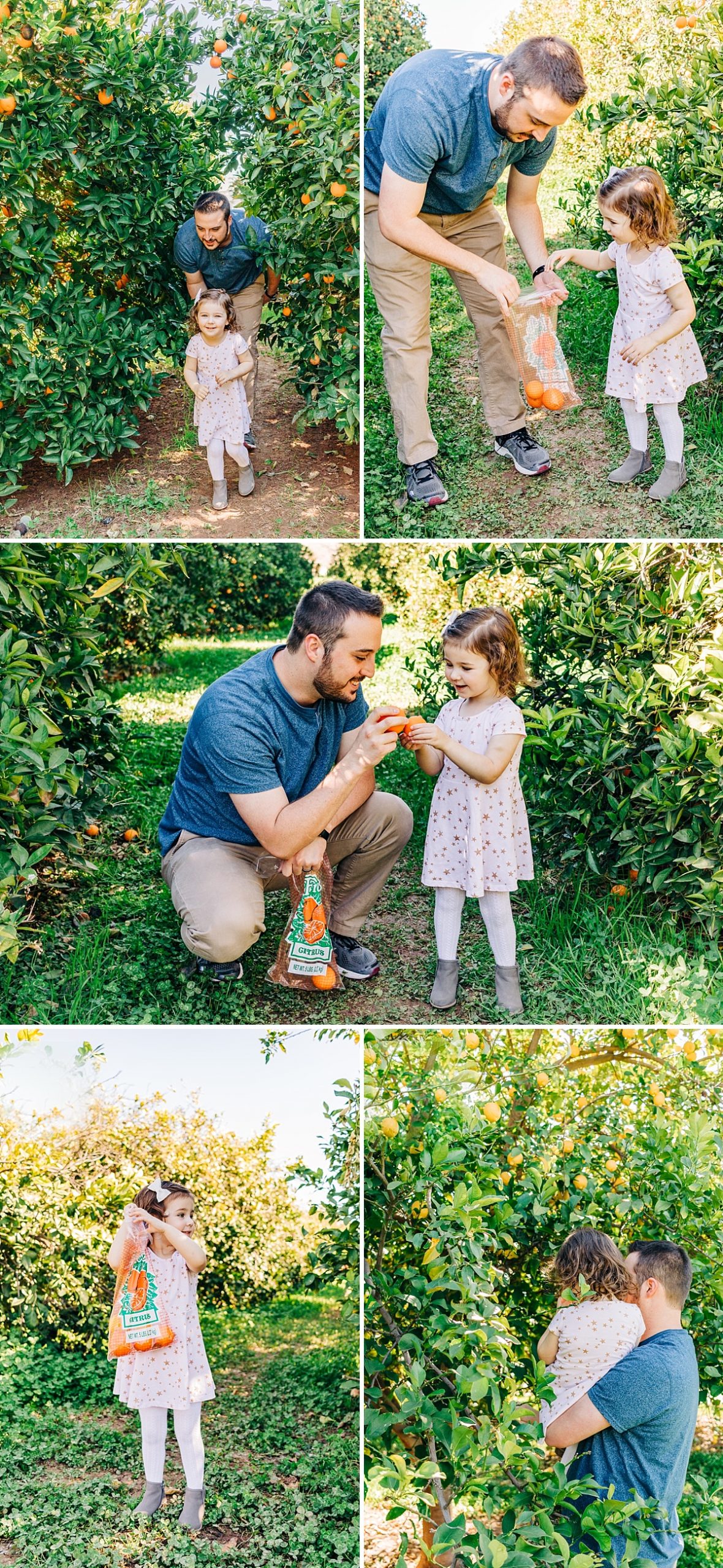 Fun Things to do with Kids in the East Valley | Pick Your Own Citrus at The Farm at Agritopia