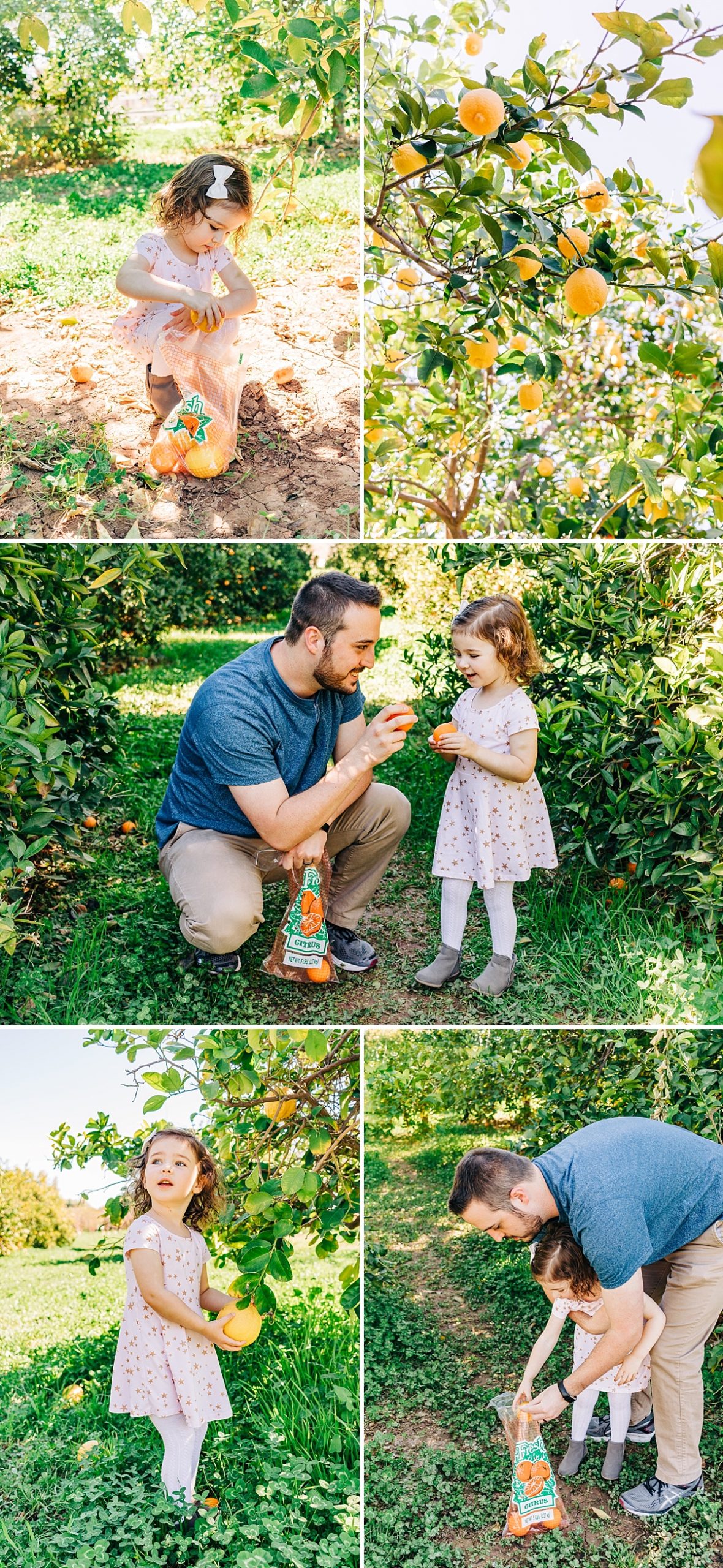 Fun Things to do with Kids in the East Valley | Pick Your Own Citrus at The Farm at Agritopia