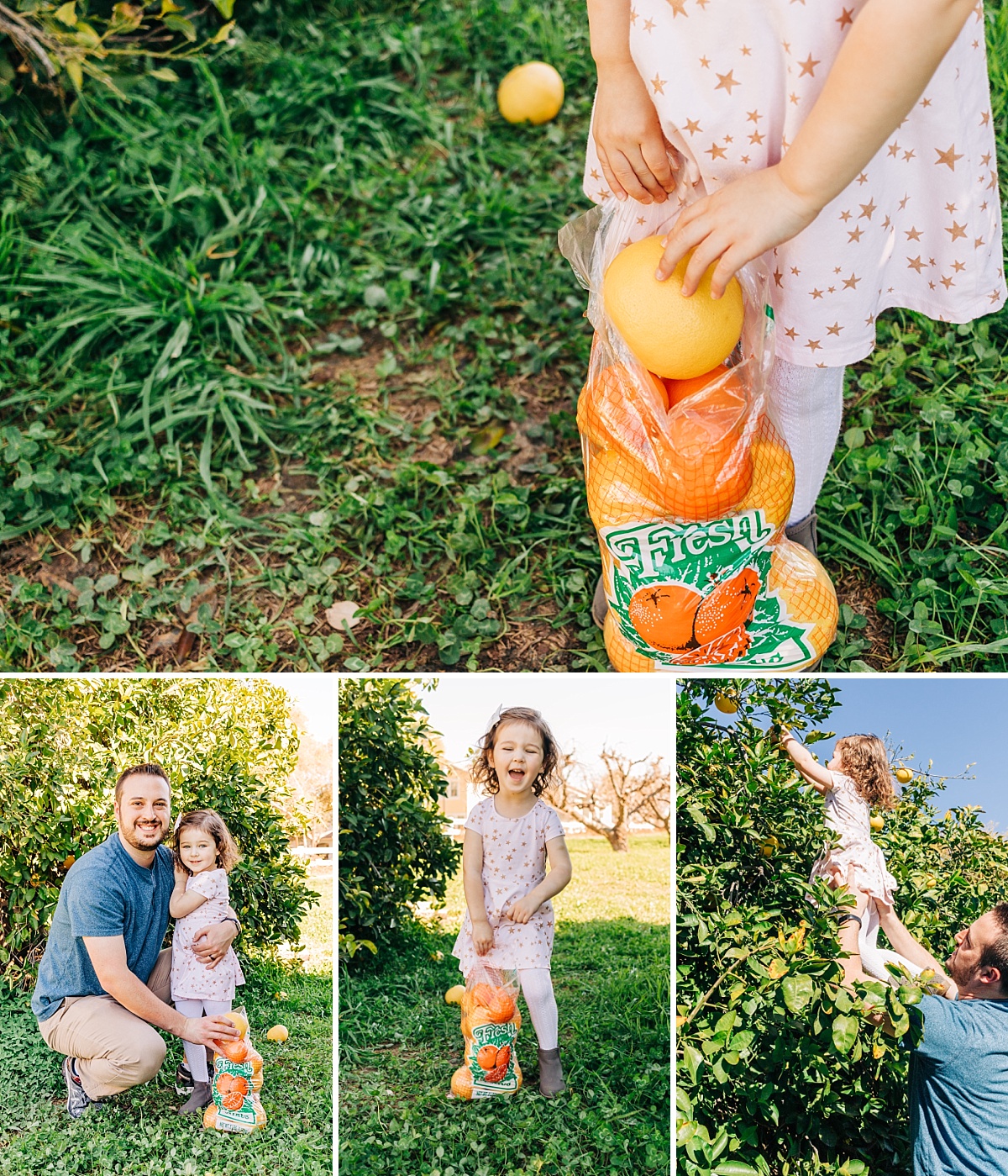 Fun Things to do with Kids in the East Valley | Pick Your Own Citrus at The Farm at Agritopia